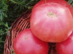 Для любителів пекучої екзотики: ростимо гіркий перець в саду і вдома