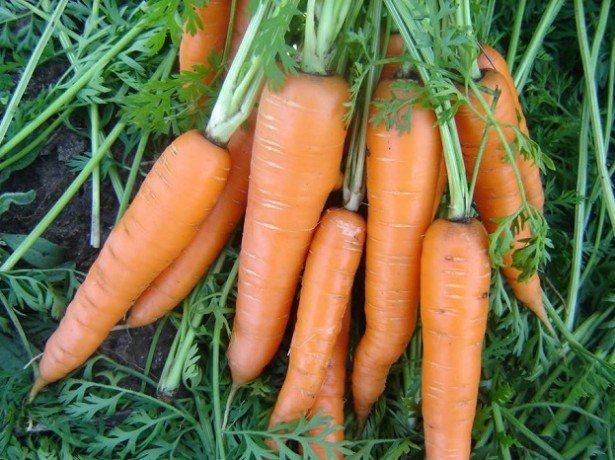 Правильне вирощування моркви і догляд: розпушування, проріджування, полив, підгодівля