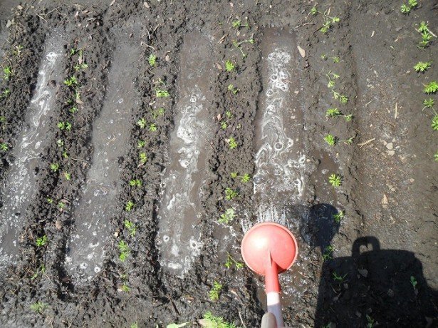 Правильне вирощування моркви і догляд: розпушування, проріджування, полив, підгодівля