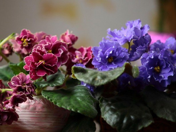 Правильний догляд за фіалками гарантує рясне цвітіння на вашому підвіконні