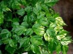 Радермахера: всі нюанси догляду за рослиною в домашніх умовах
