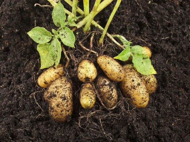Сорт картоплі лимонка: опис і нюанси посадки