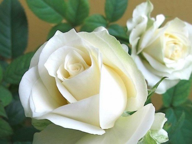 Різнокольорові троянди у вашому саду-від біло-рожевих відтінків до зелених, фіолетових і чорних троянд