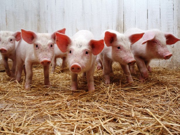 Розведення свиней: вибір породи, злучка, супоросність і опорос
