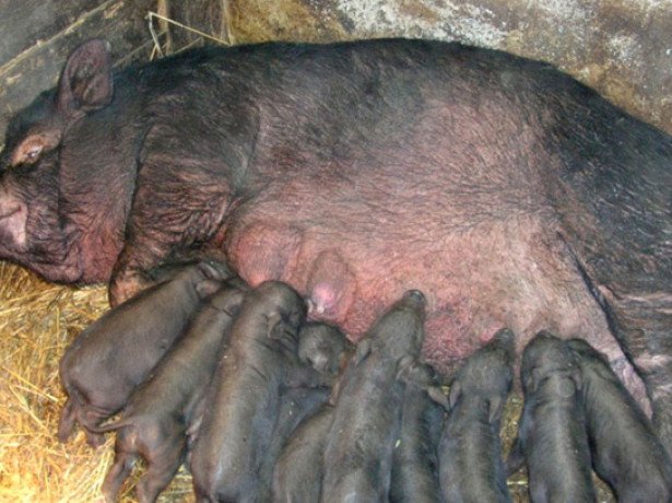 Розведення свиней: вибір породи, злучка, супоросність і опорос