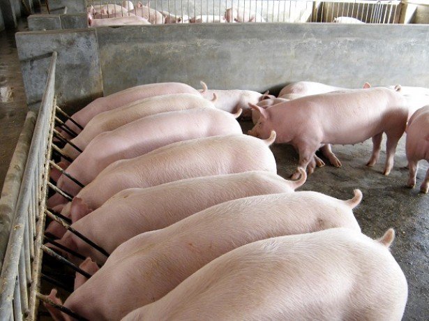 Розведення свиней як бізнес-що потрібно врахувати, щоб домогтися високої рентабельності?