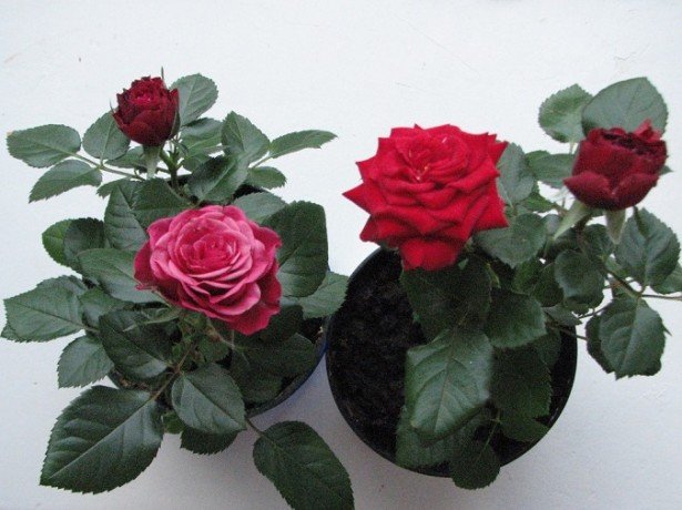 Троянда кімнатна-догляд в домашніх умовах протягом року