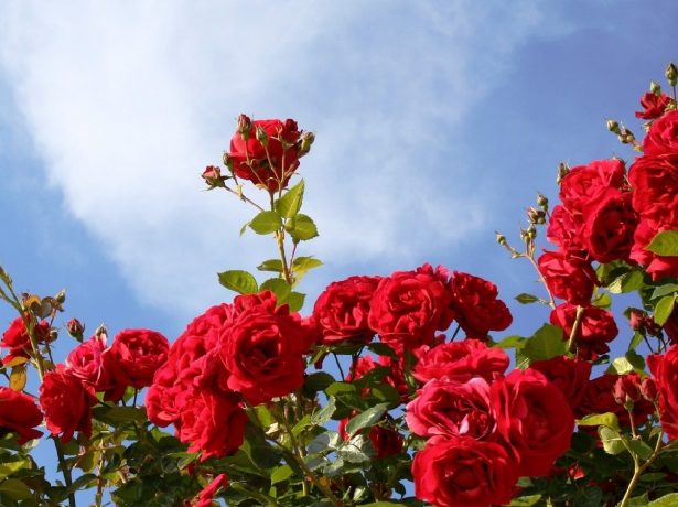Як спонукати троянду зацвісти
