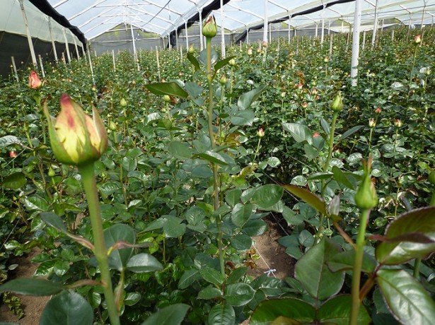 Троянди на продаж - як вирощувати троянди, щоб заробляти на них