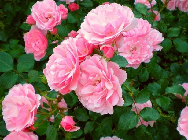 Троянди в горщиках-чи можна виростити прекрасні троянди в домашніх умовах?