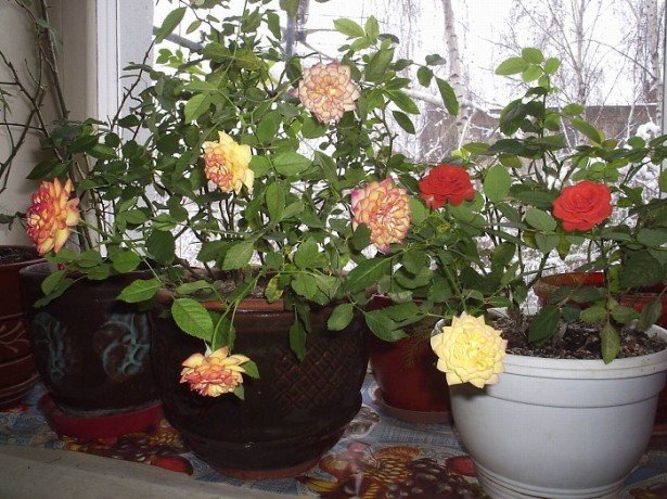 Троянди в горщиках-чи можна виростити прекрасні троянди в домашніх умовах?