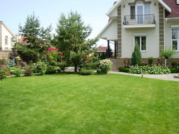 Рулонний або сіяний газон віддати перевагу, і які трави краще вибрати?