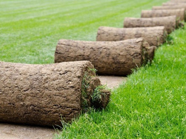 Рулонний або сіяний газон віддати перевагу, і які трави краще вибрати?