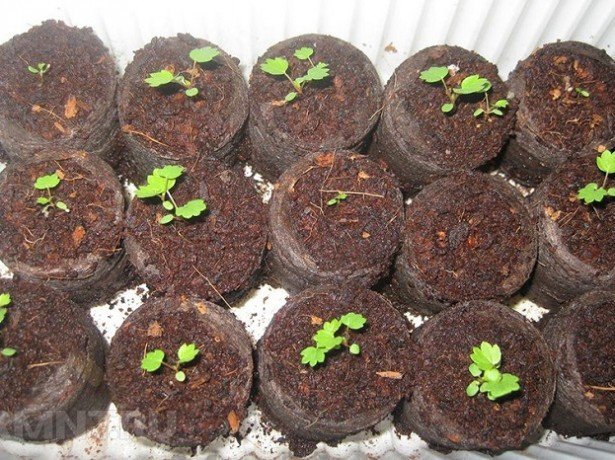 Садова суниця з насіння: висівання, вирощування і пересадка у відкритий грунт