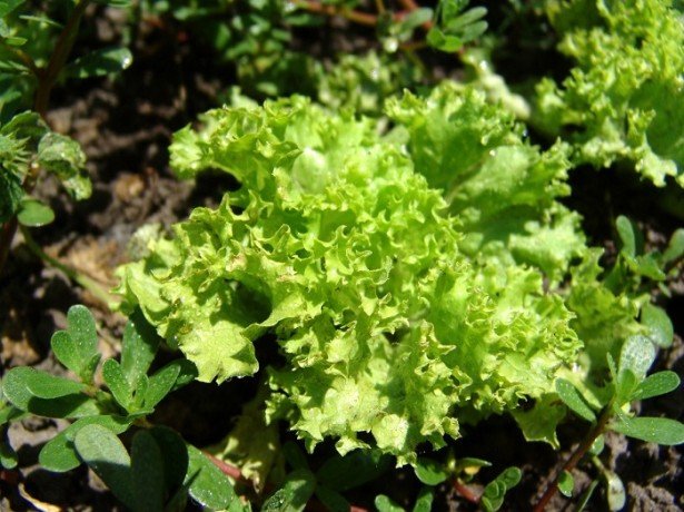 Салат латук – корисні властивості і шкода зелені