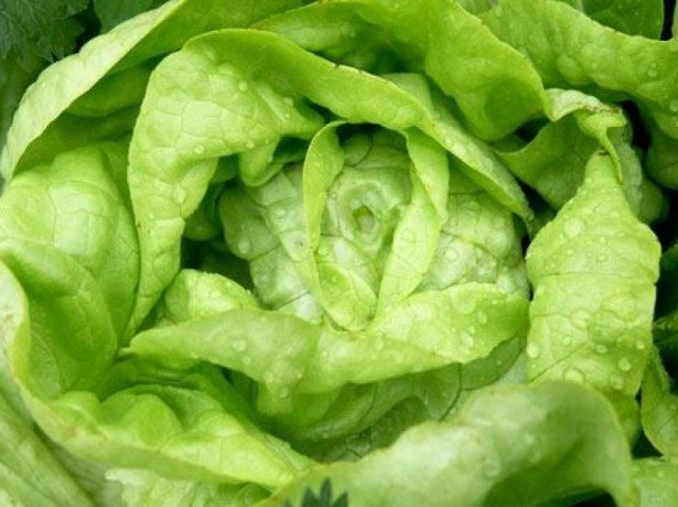 Салат латук – корисні властивості і шкода зелені