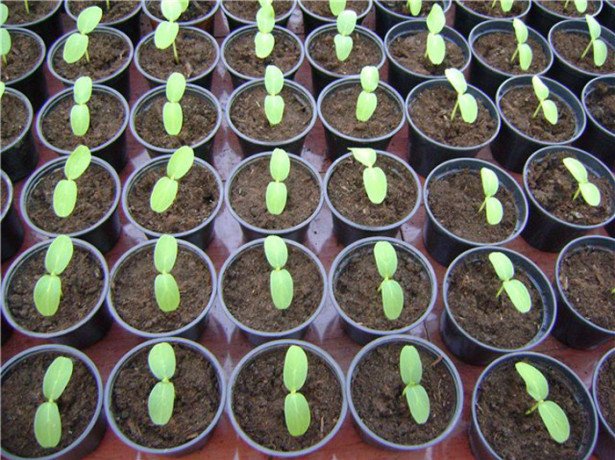 Самостійна заготівля насіння огірків і вирощування з них розсади