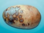 Картопля невський: ростимо високоврожайну культуру правильно
