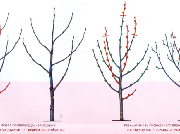 Вишня сорту диво — як виростити ідеальне дерево