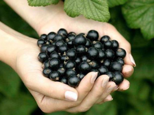 Чорна смородина пігмей: уральська стійкість рослини і південна ніжність ягід