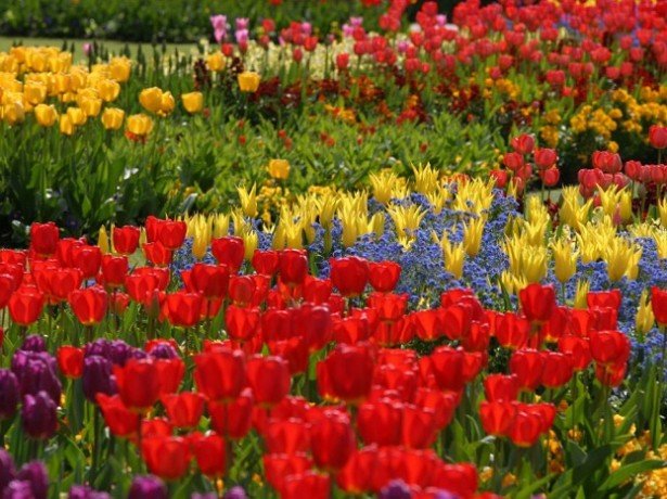 Поєднання рослин і квітів на клумбі за формою, кольором та іншими характеристиками