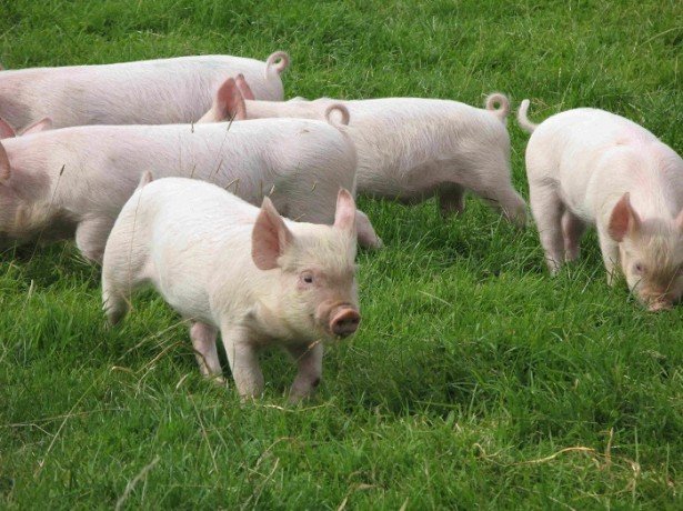 Утримання свиней-про що потрібно знати, щоб домогтися успіху в свинарстві?