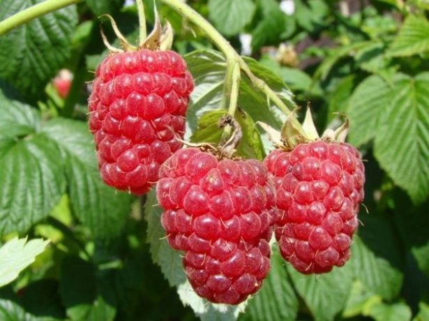 Агрус краснословянський-солодкі ягоди без особливого клопоту