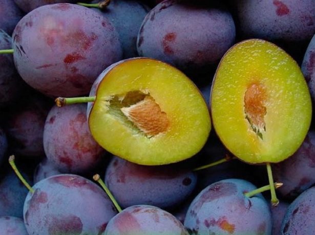 Як провести обприскування винограду, щоб і хвороби знищити, і самим не отруїтися