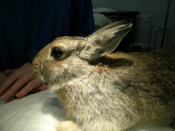 Чи варто каструвати кролика, і як проводиться кастрація (стерилізація) кроликів