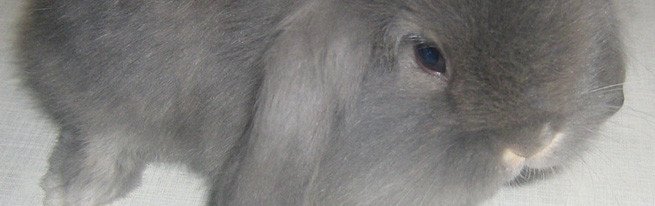 Вирощування кімнатних або домашніх лілій - від посадки в горщик до зберігання після цвітіння