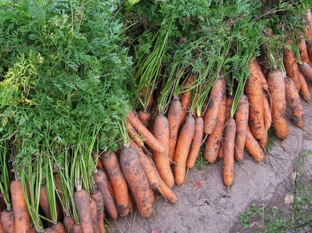 Подзимний посів моркви: як правильно посіяти моркву під зиму