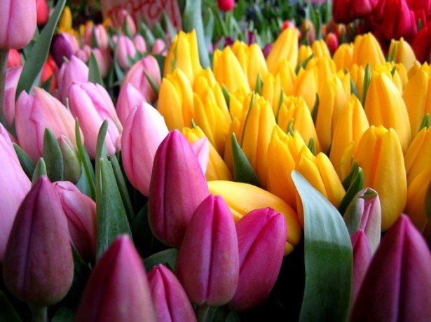 Технологія вигонки тюльпанів в домашніх умовах – як отримувати квіти в будь-який час року
