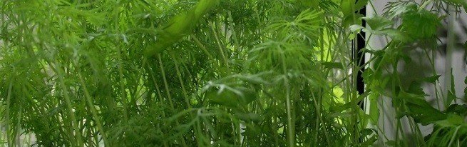 Кріп на підвіконні - як правильно вирощувати кріп будинку, щоб домогтися пишної зелені