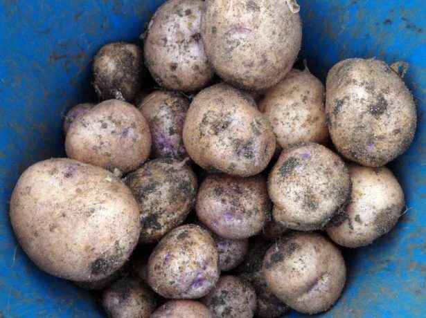 Картопля лапоть: все, що потрібно знати про вирощування сорту