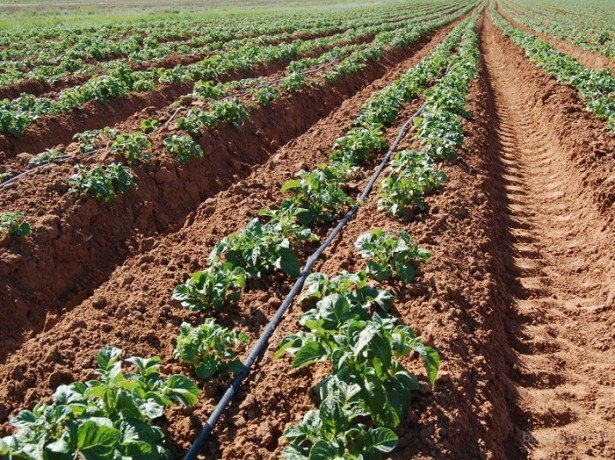 Збільшуємо урожай картоплі за допомогою голландської технології вирощування