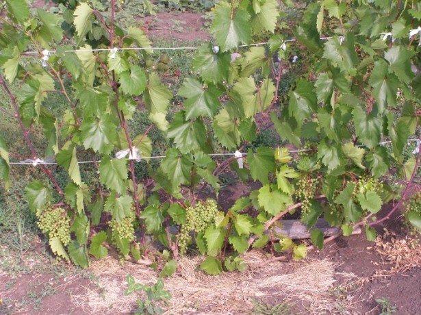 Догляд за виноградом влітку і особливості залицяння в перший рік
