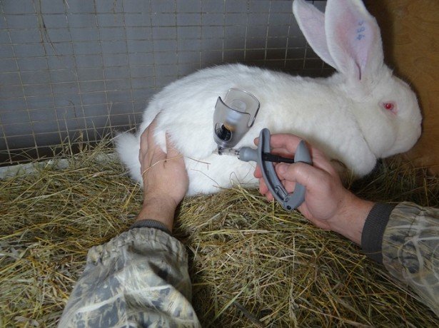 Як зробити щеплення кроликам або основні правила вакцинації домашніх зайців
