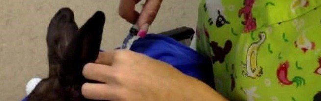 Як зробити щеплення кроликам або основні правила вакцинації домашніх зайців
