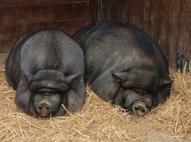 Вєтнамська висловуха свиня-переваги породи і особливості вирощування
