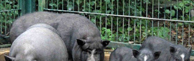 Вєтнамська висловуха свиня-переваги породи і особливості вирощування