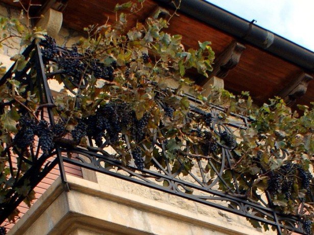 Виноград на балконі-збираємо урожай, не виходячи з квартири