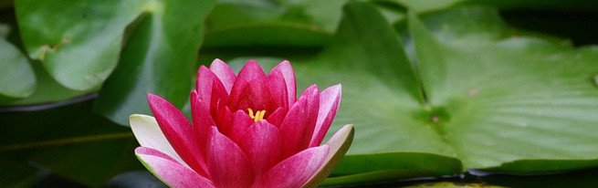 Водяні лілії або латаття у вашому саду