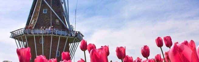 Тепличне вирощування тюльпанів, або як правильно садити тюльпани в умовах теплиці