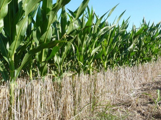Обробіток кукурудзи на зерно за традиційною технологією і за технологією ноу-тілл