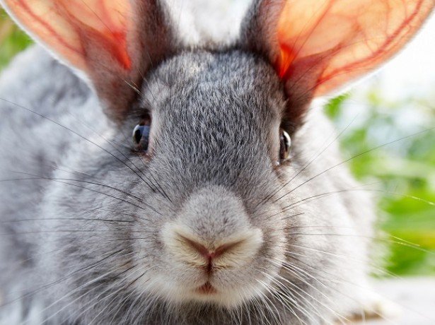 Можливі проблеми зі здоровям у кроликів, як запобігти і чим лікувати?