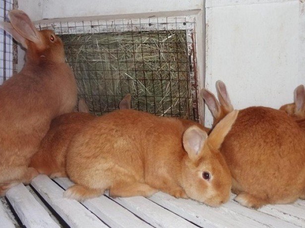 Можливі проблеми зі здоровям у кроликів, як запобігти і чим лікувати?