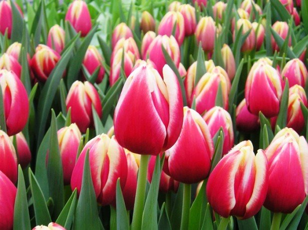 Вигонка тюльпанів до 8 березня-вибір сортів, посадка цибулин і правила вигонки