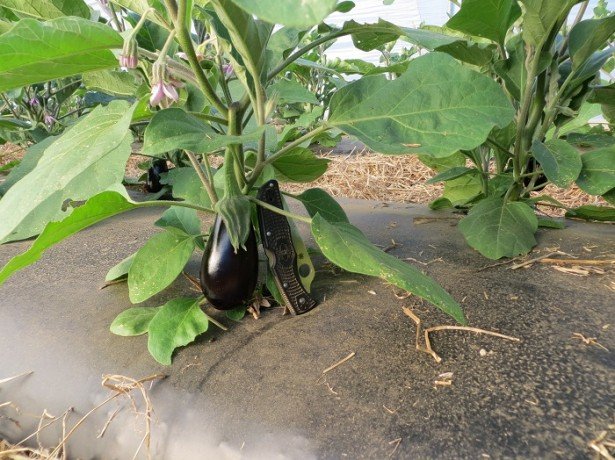 Вирощування баклажанів в теплиці зручніше і ефективніше, ніж вирощування в городі