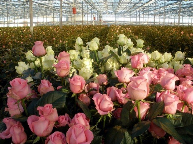 Вирощування троянд в теплиці круглий рік-які сорти вибрати, і як правильно їх вирощувати