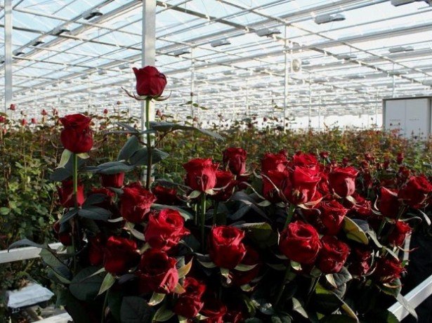Вирощування троянд в теплиці круглий рік-які сорти вибрати, і як правильно їх вирощувати